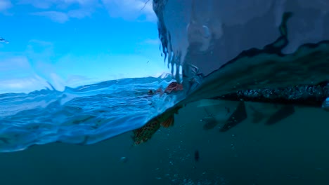 - shot of red sculpin underwater in slow motion