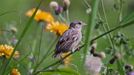 primer plano de un pájaro curruca de lado castaño sentado en la rama de la flor