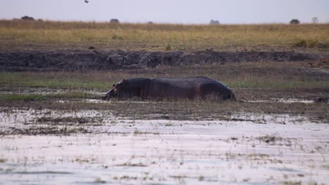 hippopotamus walking in slow motion in chobe river, botswana