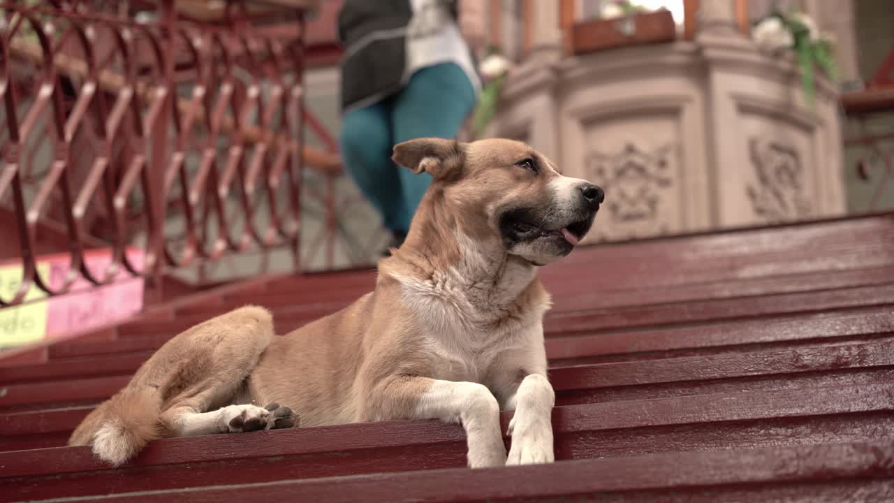 perro sentado en las escaleras