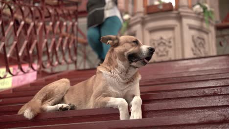 dog sitting down on the stairs