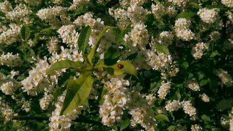 Lady bug on Schersmin Philadelphus or Green Spire tree during spring