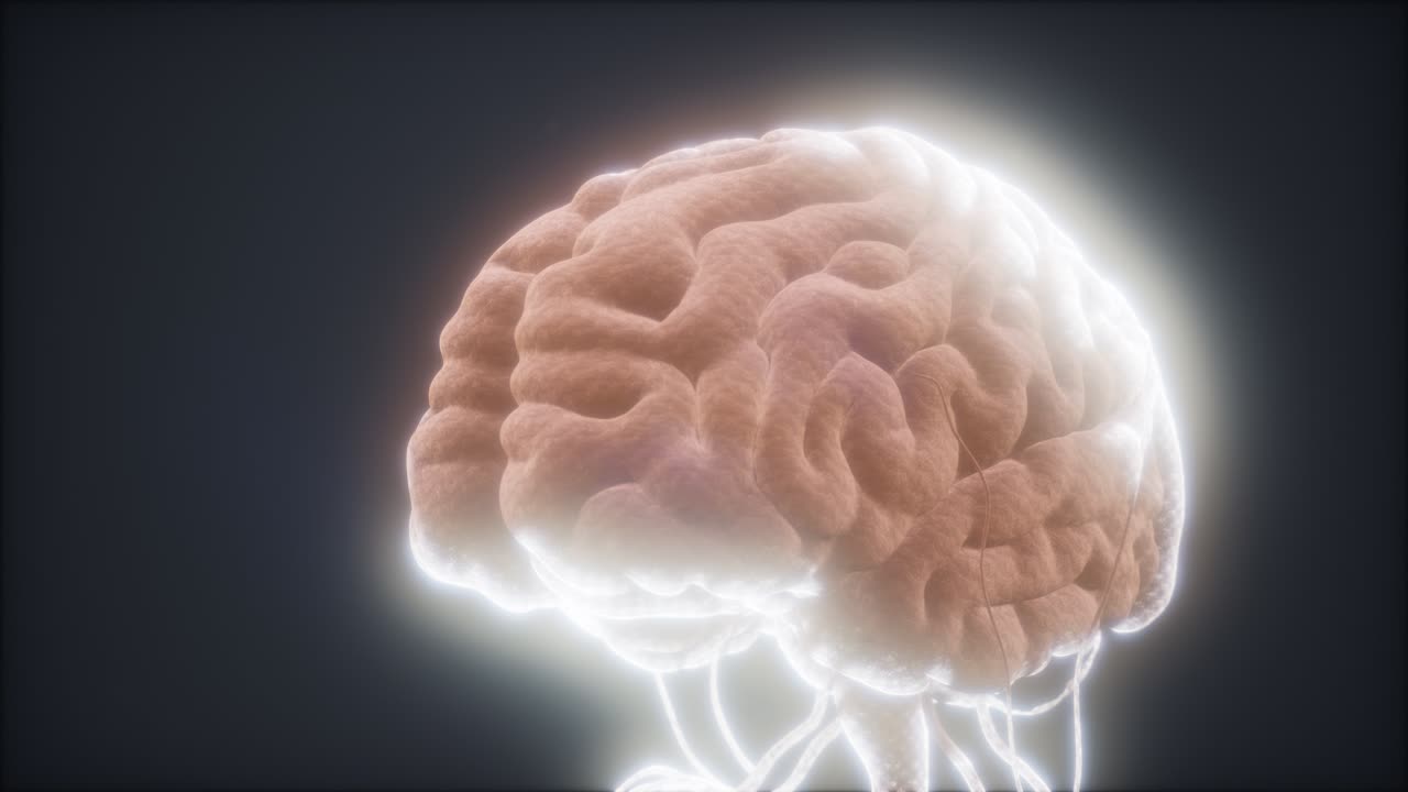 인간 뇌의 애니메이션 모델