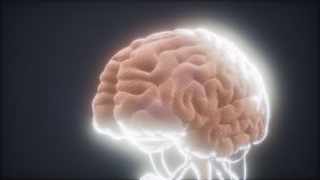 modelo animado del cerebro humano