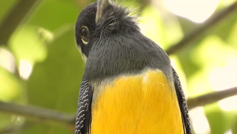 low angle close up shot of a wild female white tailed trogon, trogon chionurus perching against blurred leafy green foliage background, spread its wings and fly away