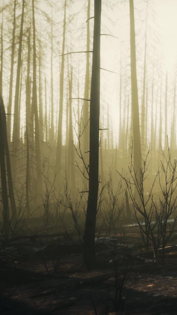 Bosque brumoso con árboles altos y luz solar filtrándose entre las ramas por la mañana.
