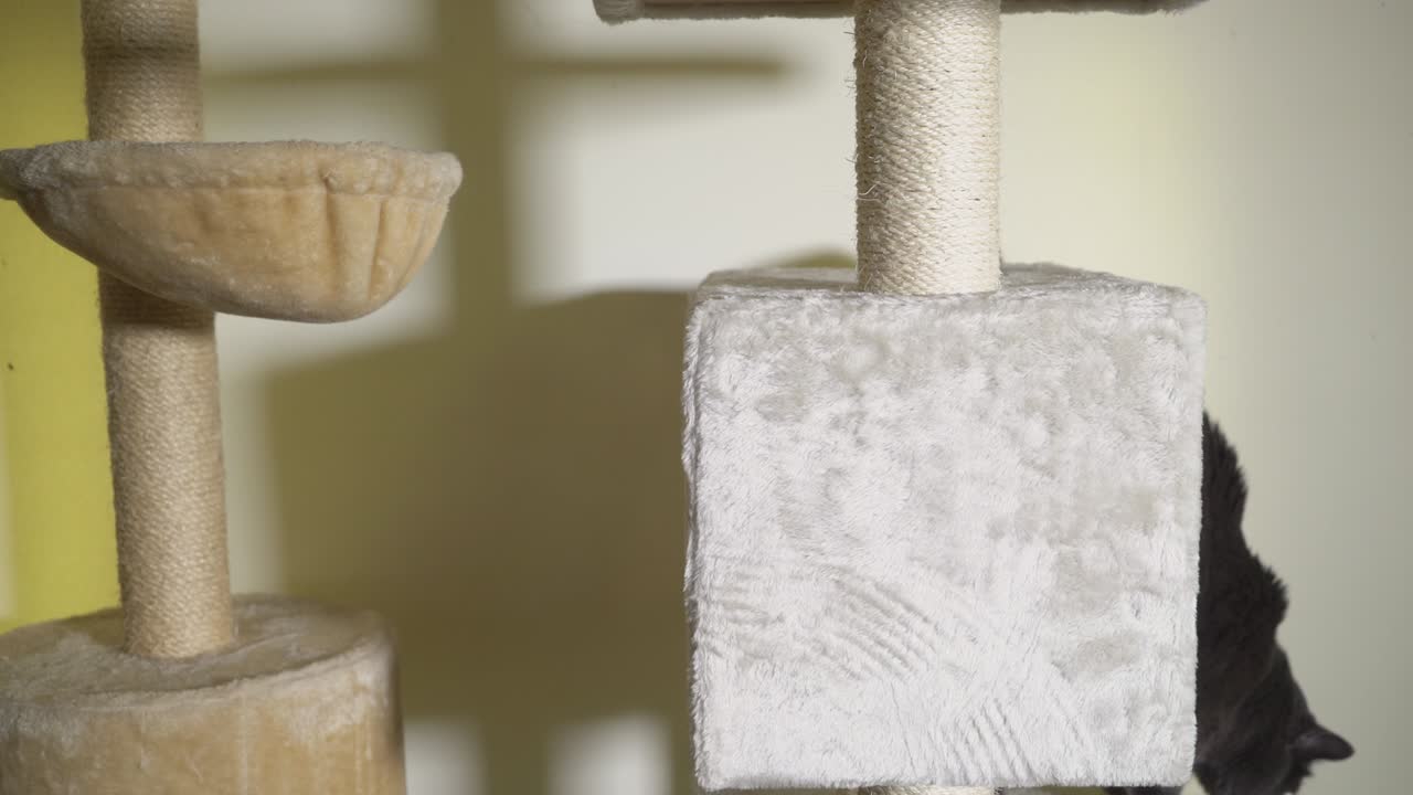 그레이 고양이가 바닥에서 천장까지 는 포스트에서 놀고 있습니다. 크림 고양이 나무