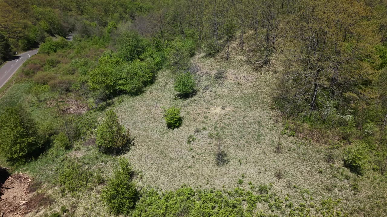 Una vista dall'alto che mostra una collina verde e ondulata, coperta da giovani alberi sparsi e una lussureggiante vegetazione forestale primaverile.