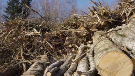 Pan-across-timber-log-harvest-stacks-stretch-along-dirt-road-by-forest