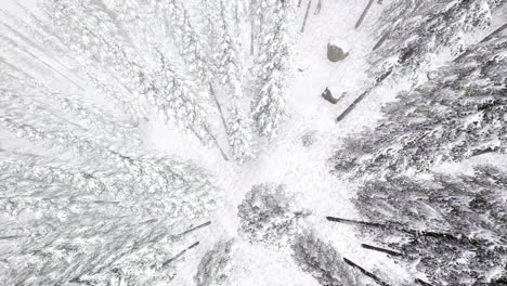 Flug-über-Dem-Winterwald