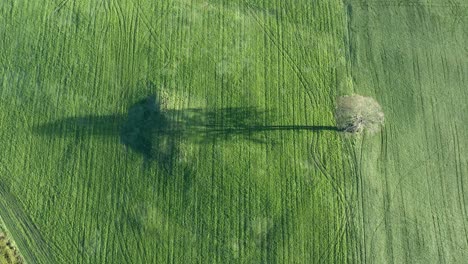 Lone-winter-oak-tree-casts-long-shadow-in-bright-green-pastoral-scene