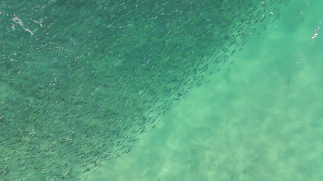 Slow forward-flying drone shot diagonally over Bondi Beach, Sydney NSW, capturing half crystal-clear blue water and half a massive school of salmon swimming near the shore