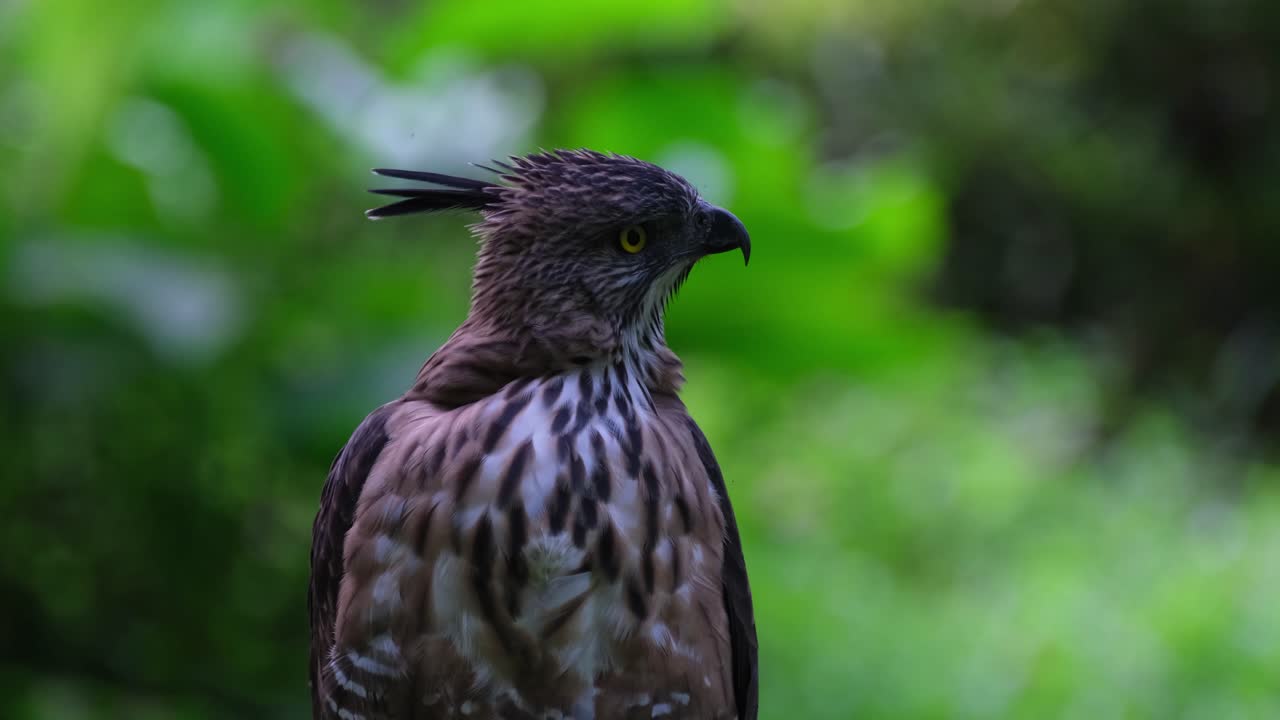 mirando por encima de su hombro izquierdo hacia atrás, luego gira a la izquierda y a la derecha y luego sacude sus plumas, imágenes raras, pinsker's hawk-eagle nisaetus pinskeri, filipinas