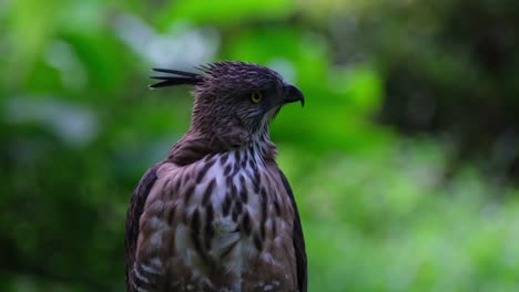mirando por encima de su hombro izquierdo hacia atrás, luego gira a la izquierda y a la derecha y luego sacude sus plumas, imágenes raras, pinsker's hawk-eagle nisaetus pinskeri, filipinas