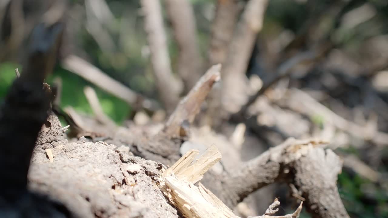 Close up for a dead tree | Blue Lakes Trail, Colorado