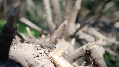 close up for a dead tree | blue lakes trail, colorado