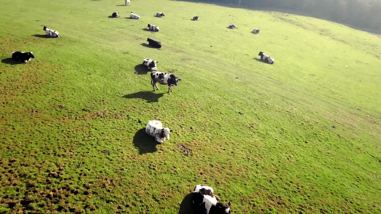rebaño de ganado descansando y pastando en el campo en un día soleado y brumoso
