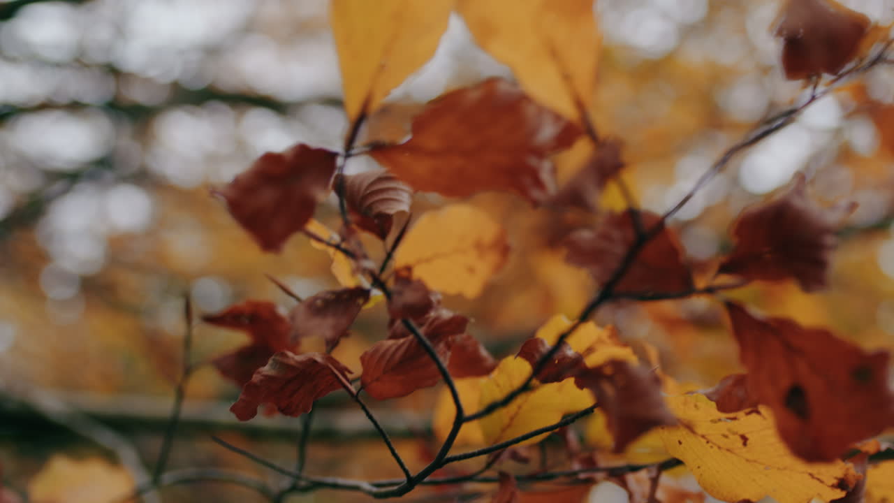 осеннее желтое дерево в горах