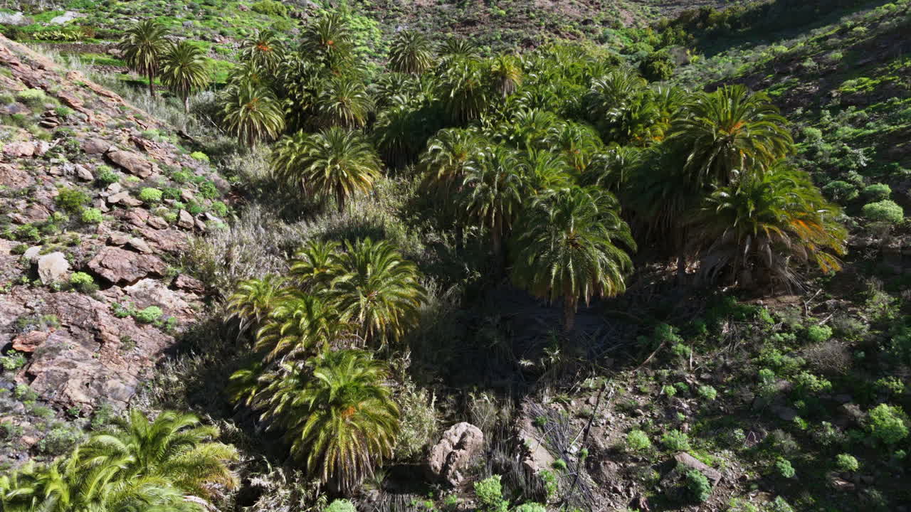 Drone in volo su una lussureggiante valle verde ricca di palme sull'isola di Gran Canaria