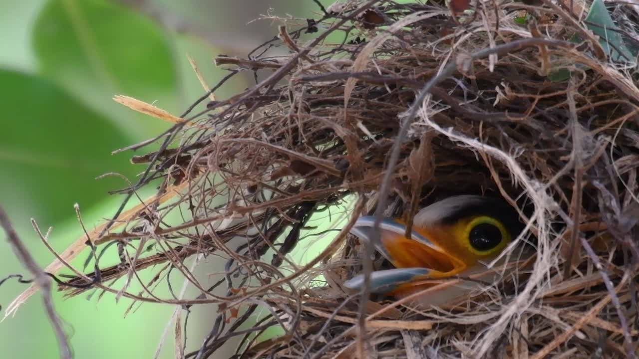 The Silver-breasted Broadbill is a famous bird in Thailand, both local and international