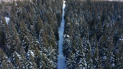 snow covered straight road through sunny coniferous pine forest, aerial drone shot