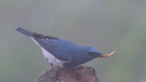 The-Ultramarine-Flycatcher,-also-known-as-the-White-browed-Blue-Flycatcher,-a-winter-migrant-to-Thailand,-is-very-friendy-to-people