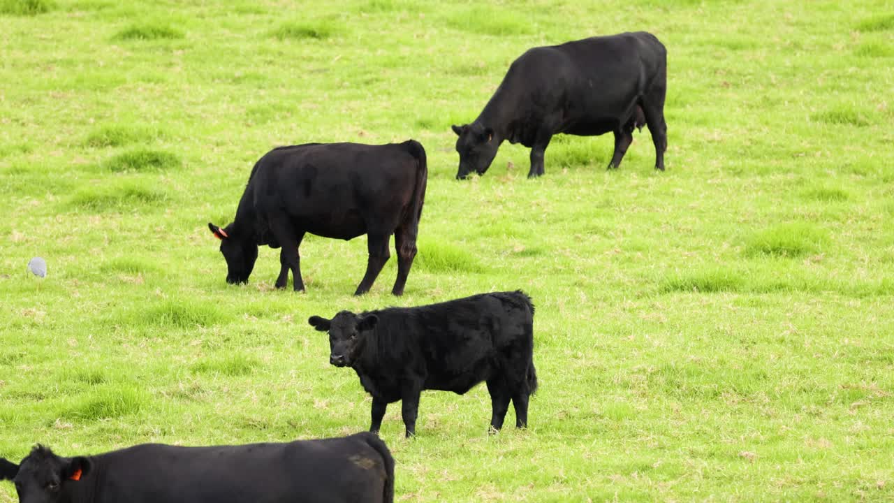 검은 소 들 의 무리 가 돌아다니며 먹이 를 먹고 있다