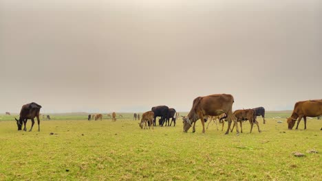 Una-Manada-De-Vacas-Y-Terneros-Pastan-En-Exuberantes-Praderas-Asiáticas,-Rodeadas-Por-Un-Cielo-Gris