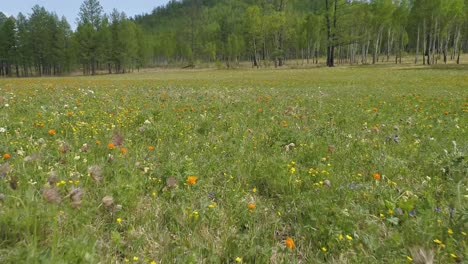 a beautiful field of wildflowers in the summer