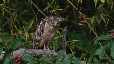 Visto-Con-Aspecto-Serio-Y-Plumas-De-Pie-Y-Luego-Gira-La-Cabeza-Hacia-La-Izquierda-Durante-Una-Tarde-Cálida,-Búho-De-Pescado-Buffy-Ketupa-Ketupu,-Parque-Nacional-De-Khao-Yai,-Tailandia