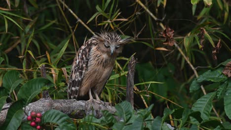 Seen looking serious and feathers standing then turns its head to the left during a warm afternoon, Buffy Fish Owl Ketupa ketupu, Khao Yai National Park, Thailand