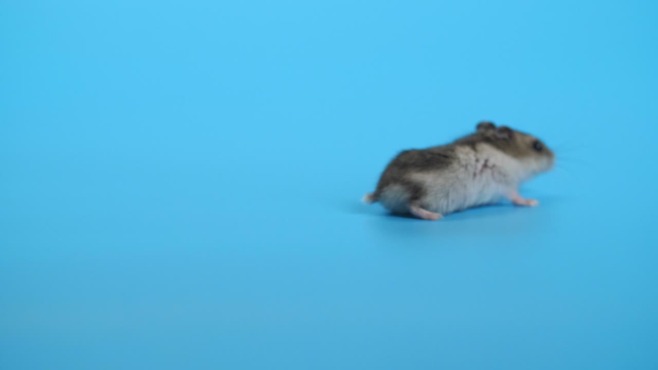 ratón, ratones en fondo azul