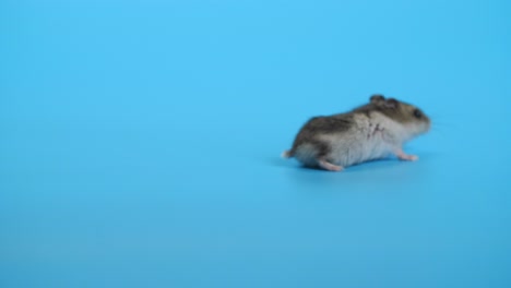 ratón, ratones en fondo azul