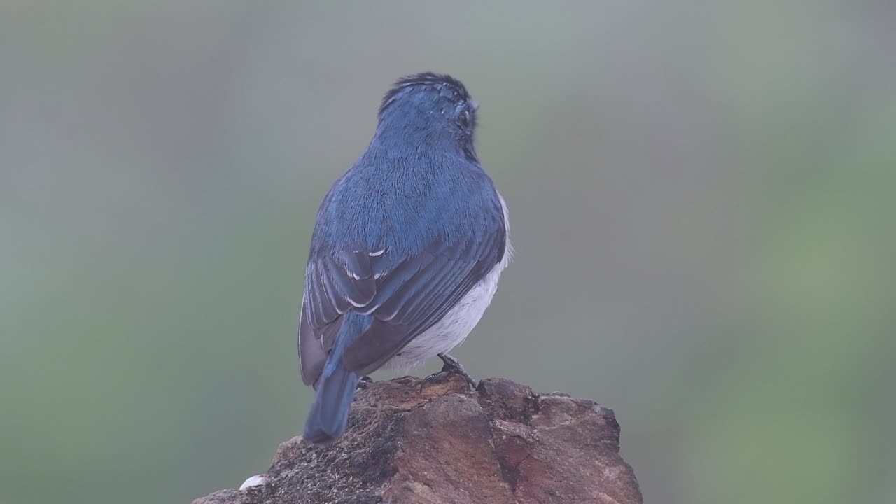 태국으로 겨울을 이주하는 흰눈썹참새라고도 알려진 울트라마린 딱새는 사람들에게 매우 친근합니다.