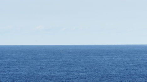 calm blue ocean with distant swimming whale blow during summer