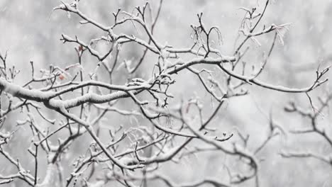 Ramas-De-Los-árboles-En-El-Fondo-De-Las-Nevadas.-Copos-De-Nieve-Cayendo-Por-El-Paisaje-Invernal.