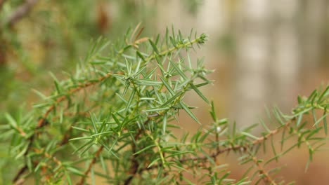 beautiful juniper bush on a sunny day