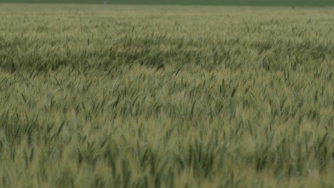 wheat and grass in a field blows in a slow, swaying motion in a kansas field during the day at spring time