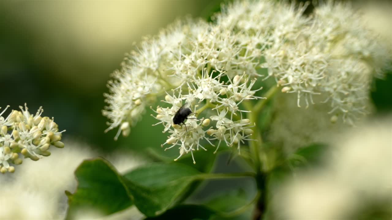 las balanzas de las moscas en los capullos de flores verdes y blancas que recogen la fuente de alimento