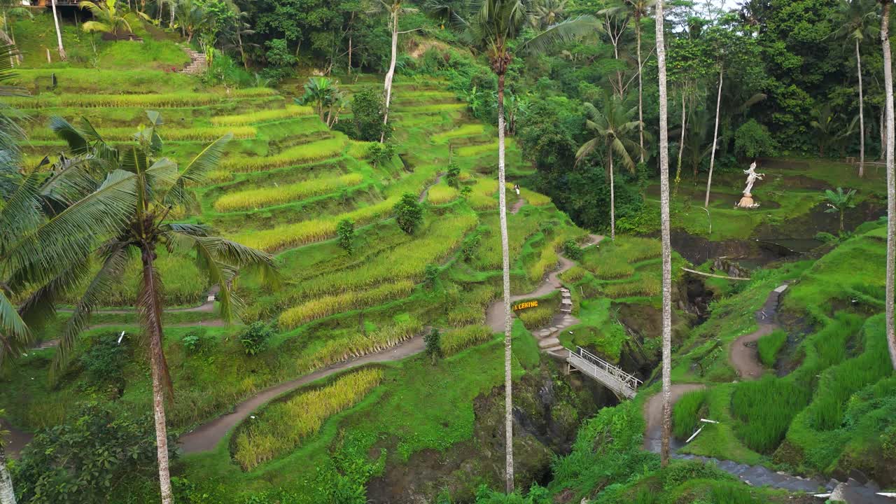 Right orbit drone glides over Tegalalang near Ubud, revealing green rice terraces, tall palms, footpaths and small bridges, subak irrigation tracing the hillside in gentle morning light