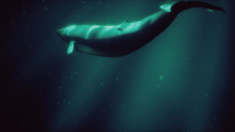 a whale swimming in the ocean