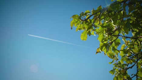 4k scenic shot of tree branches with a plane flying in the background