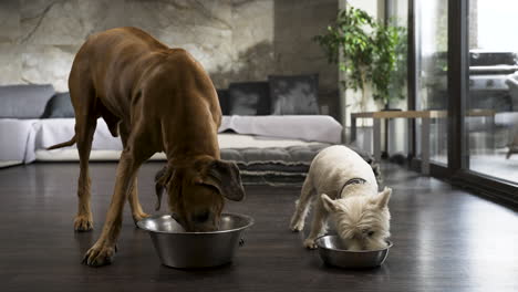 ridgeback and terrier dogs eating from bowls in modern living room