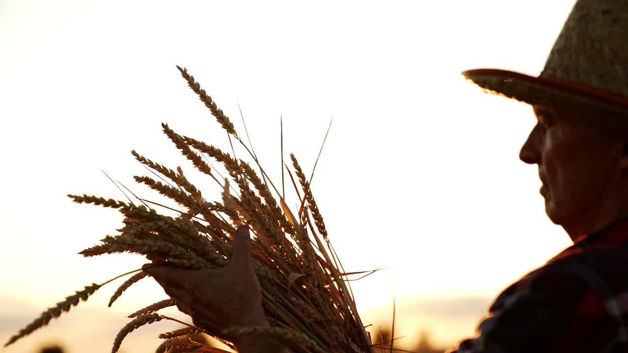 Senior farmer in straw hat stroking spikelets in the bunch of wheat. Man smells dry ripe ears of corn standing in the field at sunset.