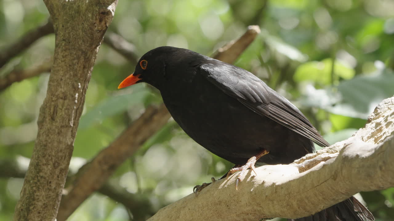 el mirlo común en una rama de árbol en el refugio de vida silvestre de zelanda en wellington, nueva zelanda