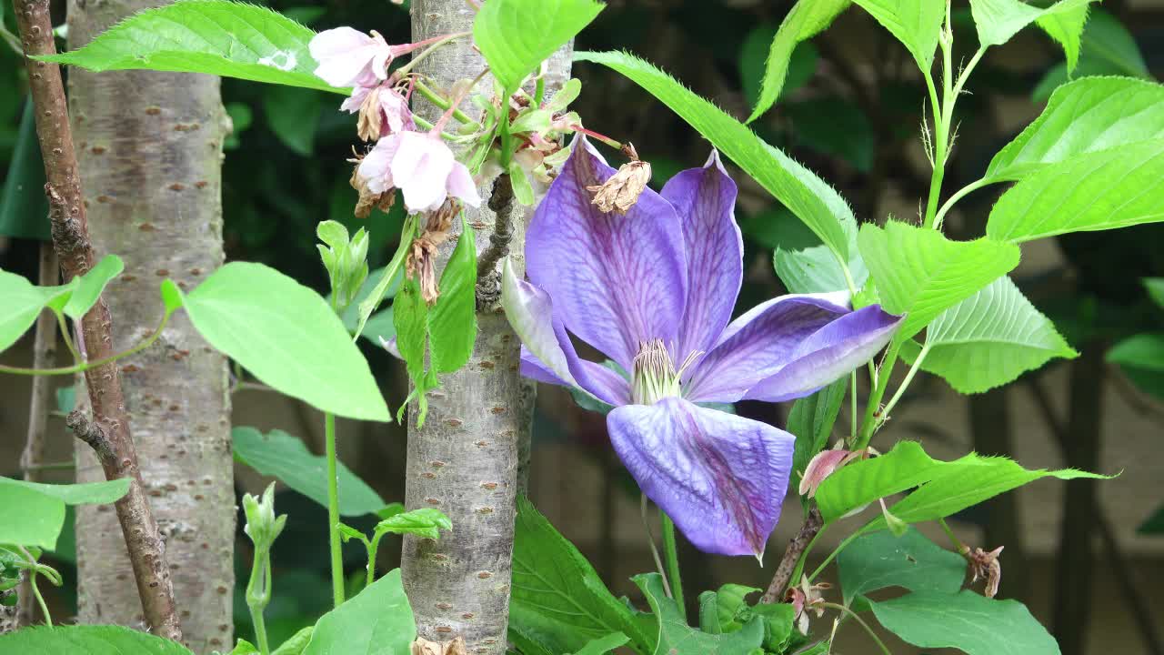 Purple clematis flower fully open amongst stems and leaves