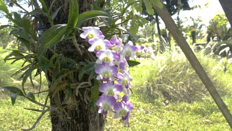 hermosas orquídeas moradas y blancas cultivadas en un gran árbol