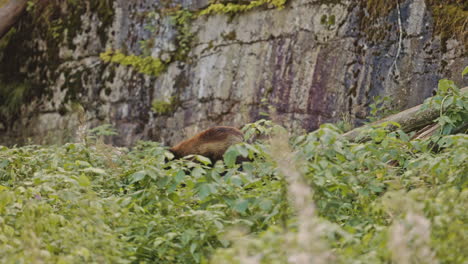 Vielfraß,-Der-Grasbewachsenes-Gelände-In-Der-Schwedischen-Wildnis-überquert