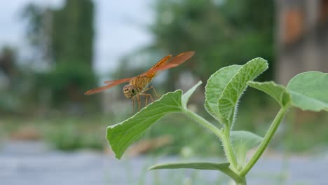 a dragonfly perched on green leaves