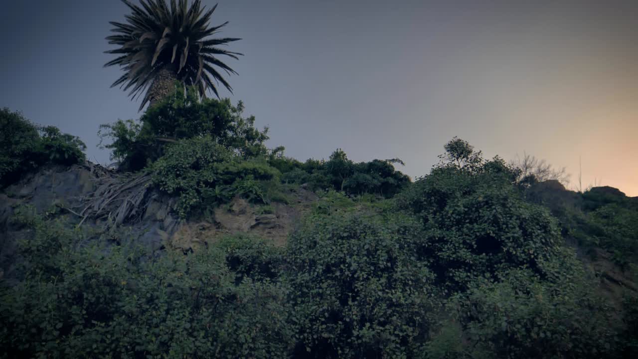 새벽의 햇빛이 지평선에 부서질 때 외로운 손바닥이 절정에 있는 무성한 녹색 초목으로 덮인 언덕의 가파른 경사